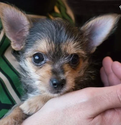 Chorkie