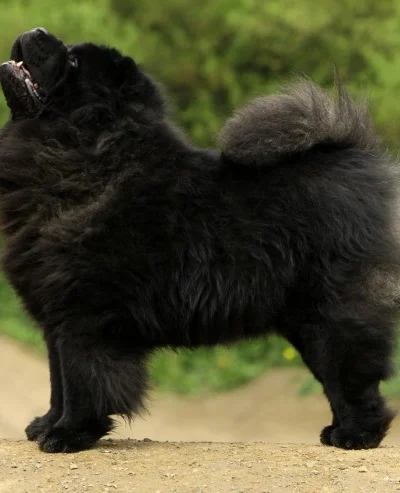 Chow Chow