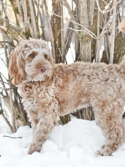 Cockapoo