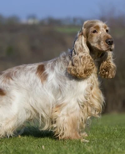 Cocker Spaniel