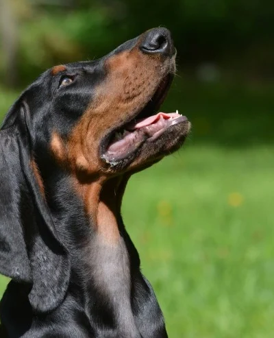 Coonhound