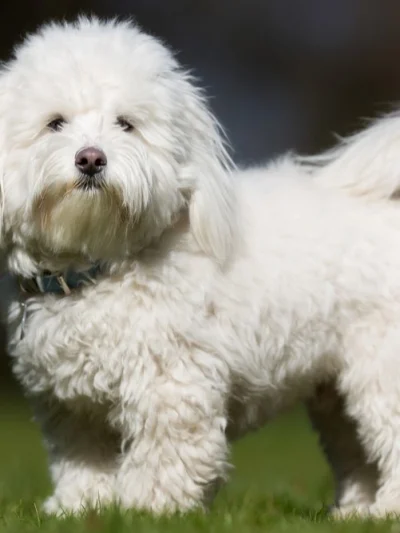 Coton De Tulear