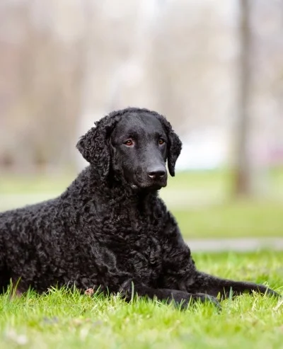 Curly Coated Retriever