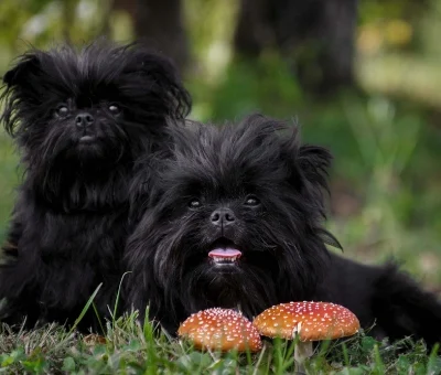 Affenpinscher