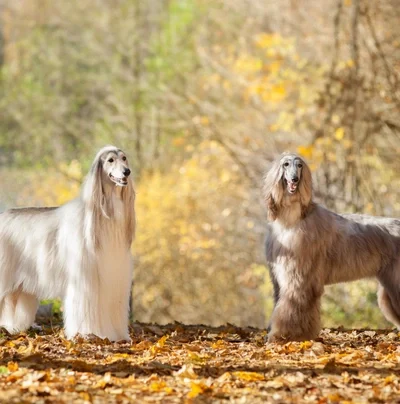 Afghan Hound