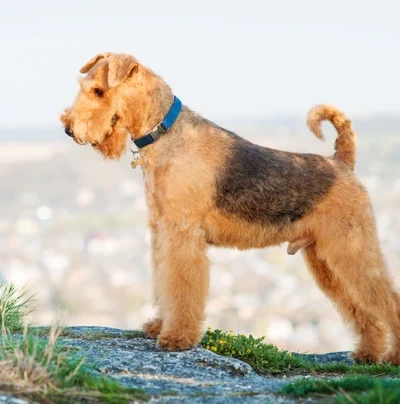 Airedale Terrier