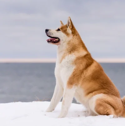 Akita
